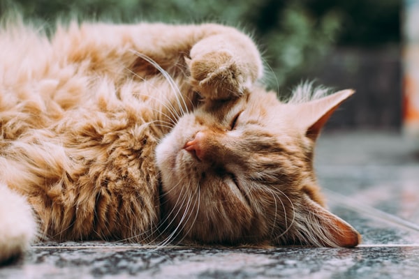茶トラの猫 きなこ