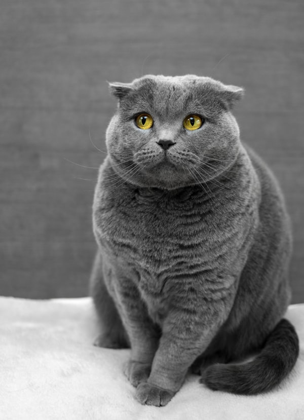 グレーの猫 もり