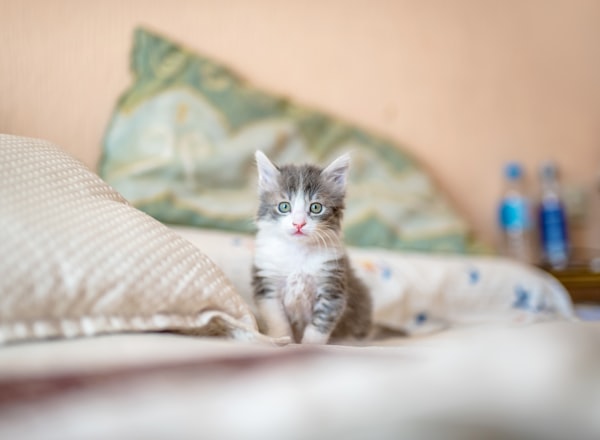 子猫 こむぎ